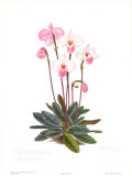 Buy Orchid, Plate III at AllPosters.com