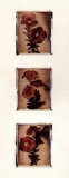 Buy Petunia Trio at AllPosters.com