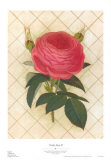 Buy Trellis Rose II at AllPosters.com
