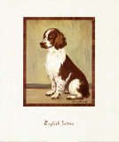 English Setter