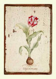 Buy Tulipa Aureicoloris at AllPosters.com