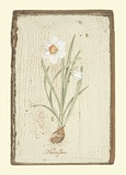 Buy Narcissus at AllPosters.com