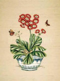 Auricula Whimsy