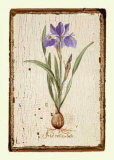 Buy Iris Reticulata at AllPosters.com