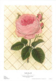 Buy Trellis Rose III at AllPosters.com