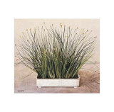 Buy Bare Grass II at AllPosters.com