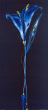 Midnight Blue Calla Lily Panel