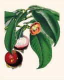 Buy Mangosteen at AllPosters.com