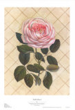 Buy Trellis Rose I at AllPosters.com