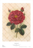 Buy Trellis Rose IV at AllPosters.com