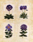 Antique Lavender II