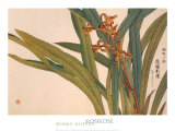 Brown Orchids