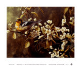 Blackburnian Warbler