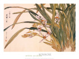 White Orchids