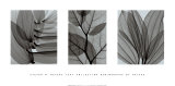 Buy Leaf Collection at AllPosters.com