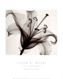 Buy Lily Muscadet at AllPosters.com