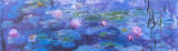 Water Lilies II