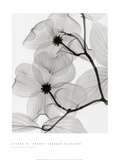 Dogwood Blossoms