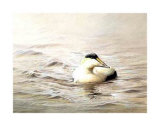 Solitary Eider