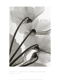 Buy Cyclamen Study IV at AllPosters.com