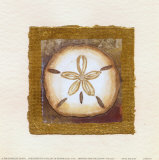 Buy Sand Dollar at AllPosters.com