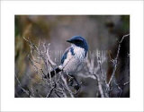 Buy Scrub Jay at AllPosters.com