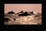 Dolphins Art Print