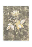 Buy Silver Rose II at AllPosters.com
