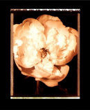 Buy Beautiful Flower III at AllPosters.com