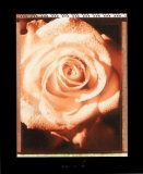 Buy Beautiful Flower II at AllPosters.com