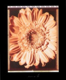 Buy Beautiful Flower I at AllPosters.com