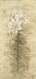 Buy Lily Fair at AllPosters.com
