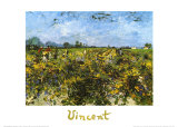 The Green Vineyard