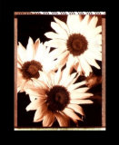 Buy Beautiful Flower IV at AllPosters.com