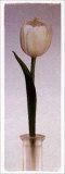 Buy Tulip at AllPosters.com