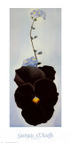 Buy Pansy, 1926 at AllPosters.com