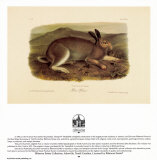 Polar Hare