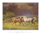 Arabians After a Storm