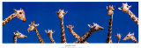 Girafes