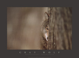 Buy Gray Wolf at AllPosters.com