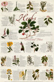 Buy Herbs at AllPosters.com