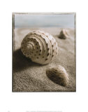 Buy Seashell I at AllPosters.com