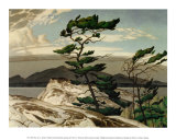 White Pine
