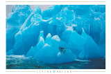 Buy Penguins at AllPosters.com