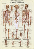 Skeletal System