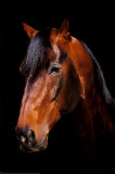 Horse Close Up