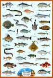 Fish Sea