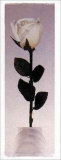 Buy Long Stem Rose at AllPosters.com