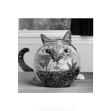 Buy Cat Fish at AllPosters.com