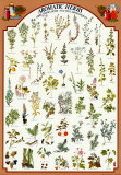 Aromatic Herbs